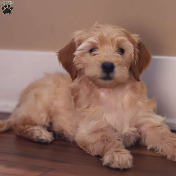 Luna, Mini Goldendoodle Puppy