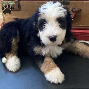 Marcie, Mini Bernedoodle Puppy