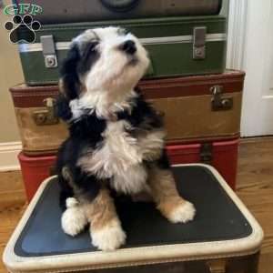 Marcie, Mini Bernedoodle Puppy