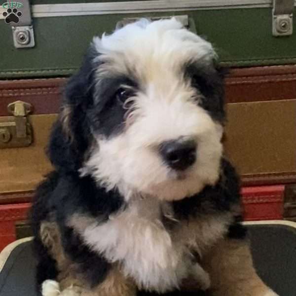 Marcie, Mini Bernedoodle Puppy