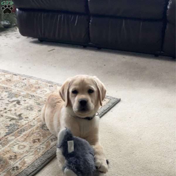Sparky, Yellow Labrador Retriever Puppy