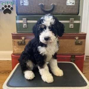 Sally, Mini Bernedoodle Puppy