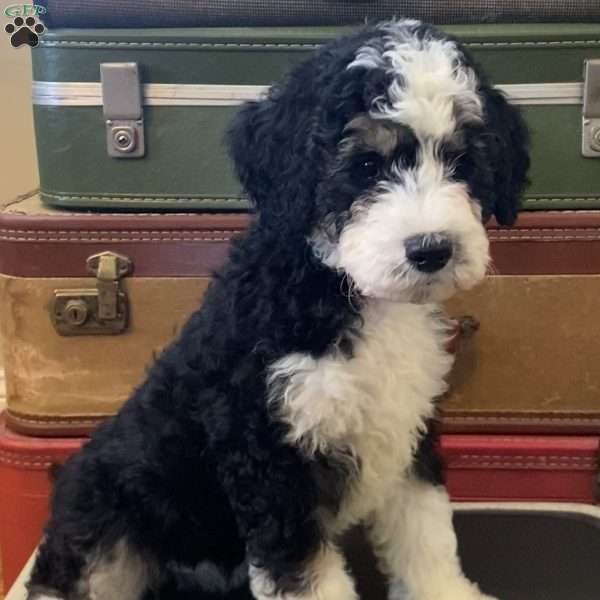 Sally, Mini Bernedoodle Puppy