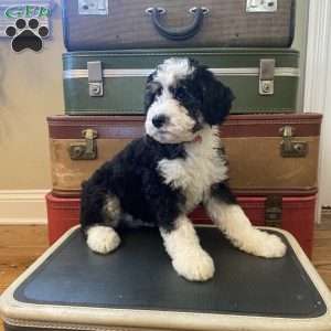 Sally, Mini Bernedoodle Puppy