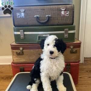 Lucy, Mini Bernedoodle Puppy