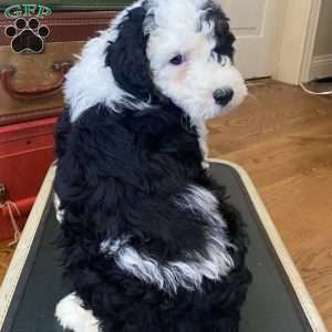 Lucy, Mini Bernedoodle Puppy