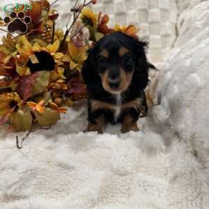 Sammy, Dachshund Puppy