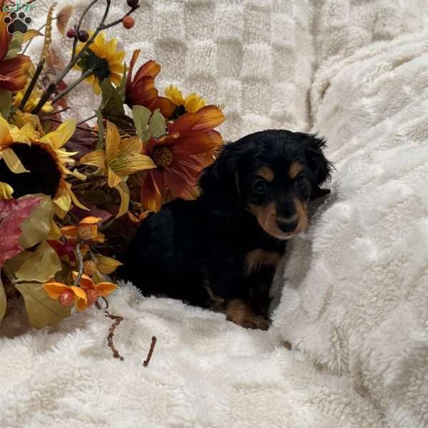 Sammy, Dachshund Puppy