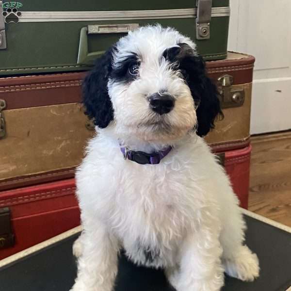 Peppermint Patty, Mini Bernedoodle Puppy