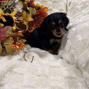 Sammy, Dachshund Puppy