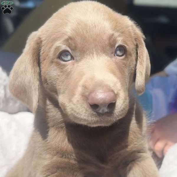 Gabby, Silver Labrador Retriever Puppy