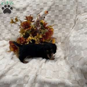 Sammy, Dachshund Puppy
