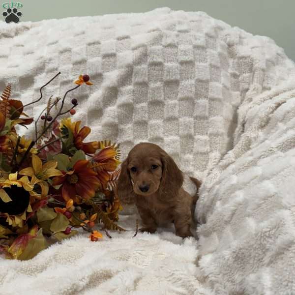 Seth, Dachshund Puppy