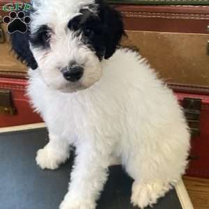 Peppermint Patty, Mini Bernedoodle Puppy