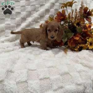 Seth, Dachshund Puppy