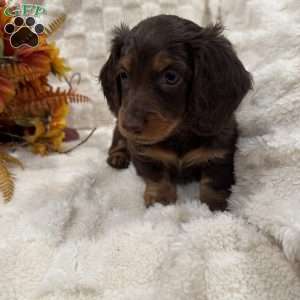 Sawyer, Dachshund Puppy