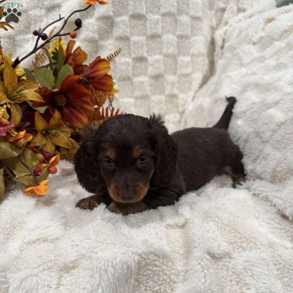 Sawyer, Dachshund Puppy