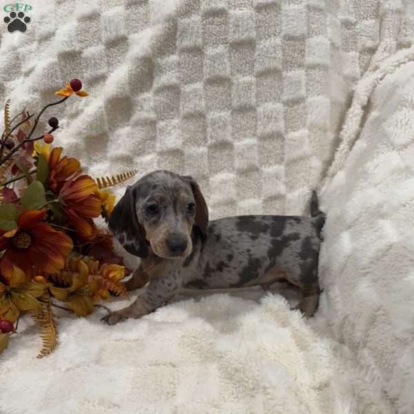 Irwin, Dachshund Puppy