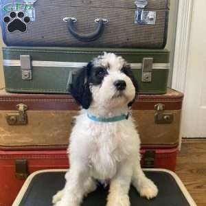 Snoopy, Mini Bernedoodle Puppy
