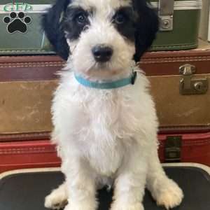 Snoopy, Mini Bernedoodle Puppy