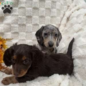 Sawyer, Dachshund Puppy