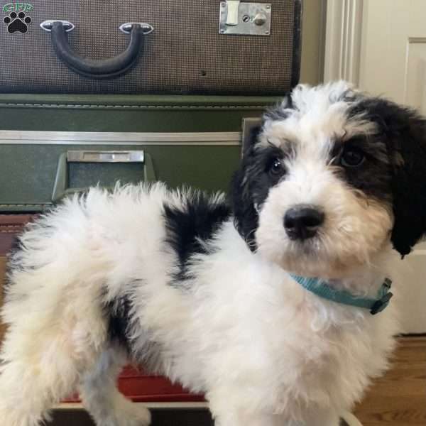 Snoopy, Mini Bernedoodle Puppy