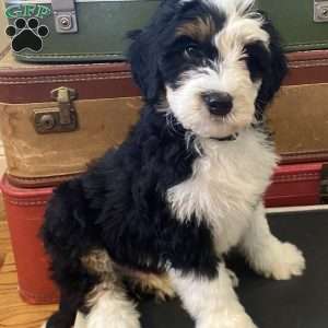 Charlie, Mini Bernedoodle Puppy