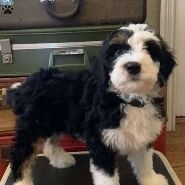 Charlie, Mini Bernedoodle Puppy