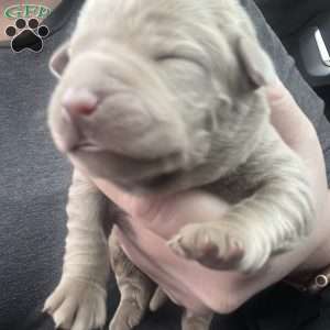 Gabby, Silver Labrador Retriever Puppy