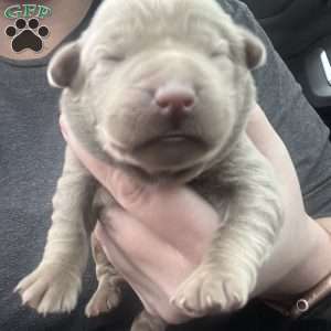 Gabby, Silver Labrador Retriever Puppy
