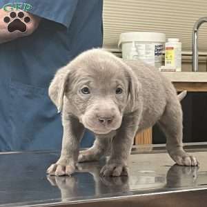 Gabby, Silver Labrador Retriever Puppy