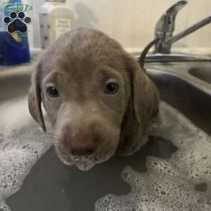 Gabby, Silver Labrador Retriever Puppy