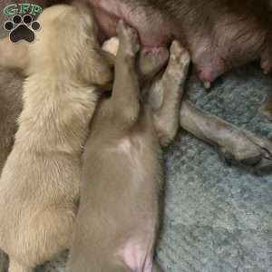 Gabby, Silver Labrador Retriever Puppy