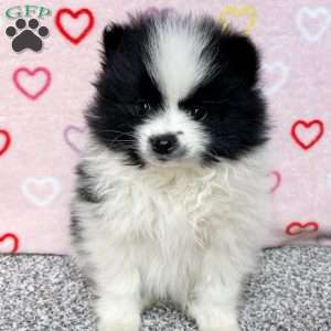 Finni, Pomeranian Puppy