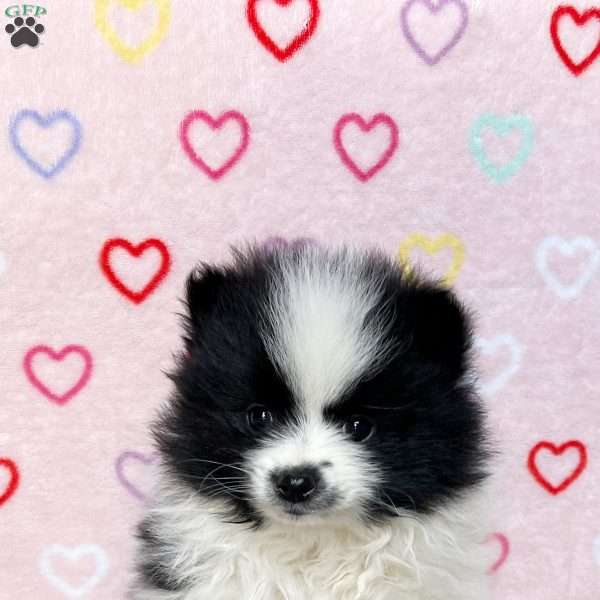 Finni, Pomeranian Puppy