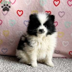 Finni, Pomeranian Puppy