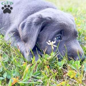 Sarah, Charcoal Labrador Retriever Puppy
