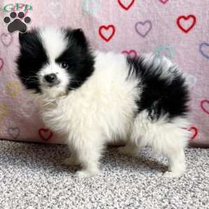 Finni, Pomeranian Puppy