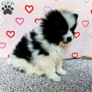 Finni, Pomeranian Puppy
