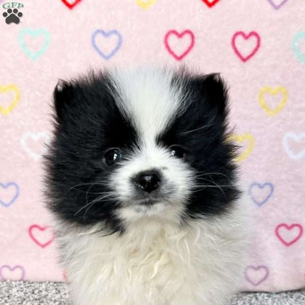 Finni, Pomeranian Puppy