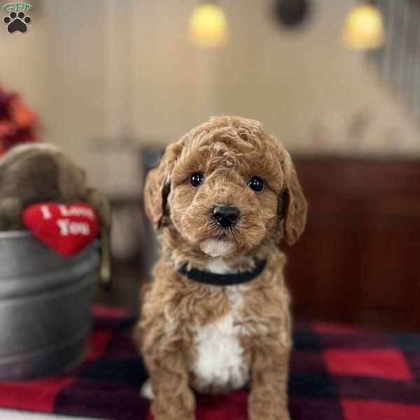 Mason, Mini Goldendoodle Puppy