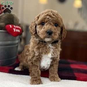 Mason, Mini Goldendoodle Puppy