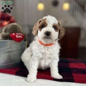 Milo, Mini Goldendoodle Puppy