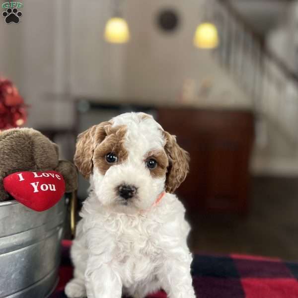 Milo, Mini Goldendoodle Puppy
