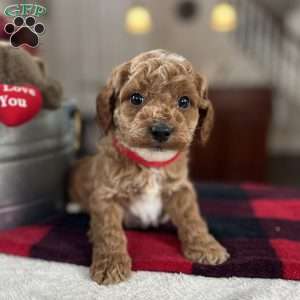 Maverick, Mini Goldendoodle Puppy