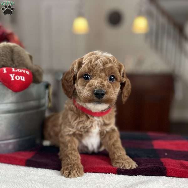 Maverick, Mini Goldendoodle Puppy