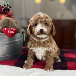Myles, Mini Goldendoodle Puppy