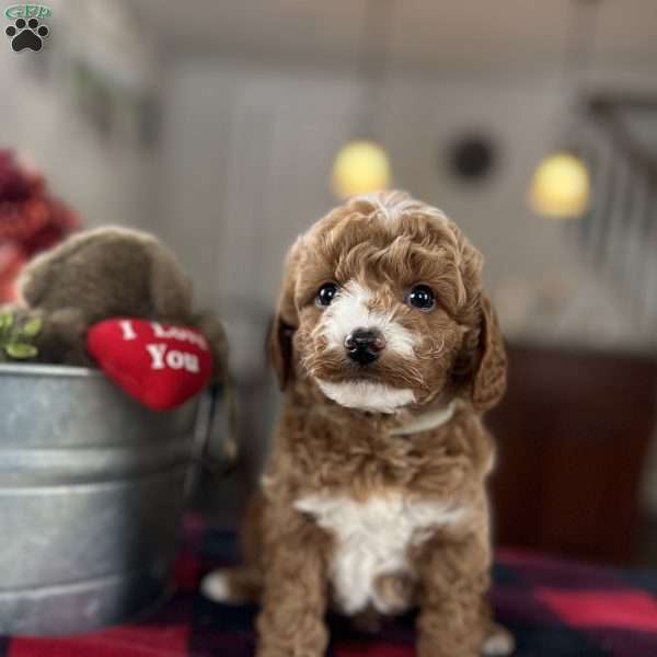 Myles, Mini Goldendoodle Puppy