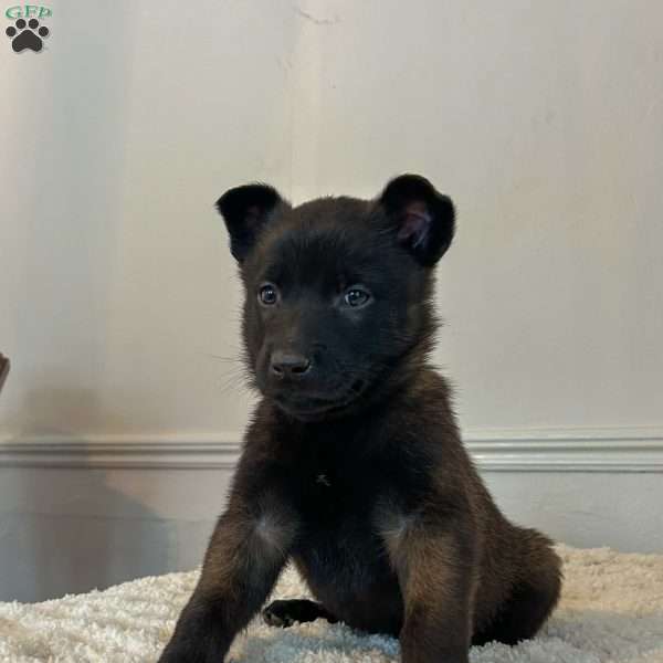 Delta, Belgian Malinois Puppy