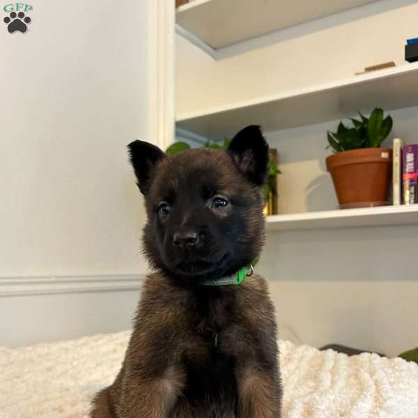 Draco, Belgian Malinois Puppy